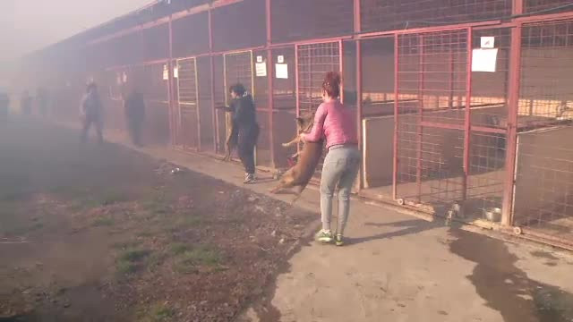 Zeci de catei fara stapan au ars de vii, intr-un incendiu petrecut langa Timisoara. Alti 300 au fost salvati in ultima clipa