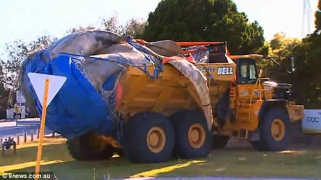 Ce s-a intamplat cu balena pe care un tanar australian s-a urcat, in timp ce era devorata de rechini