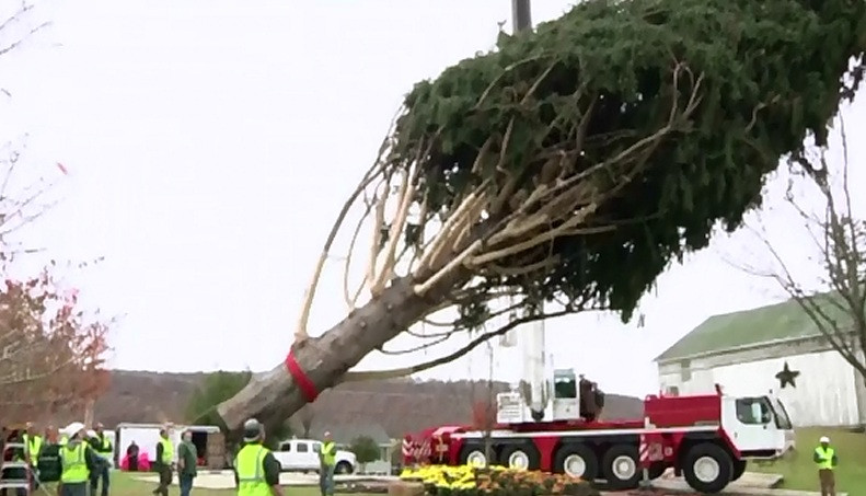 Americanii se pregatesc de Craciun. Bradul care va fi impodobit la Rockefeller Center , adus din Pennsylvania