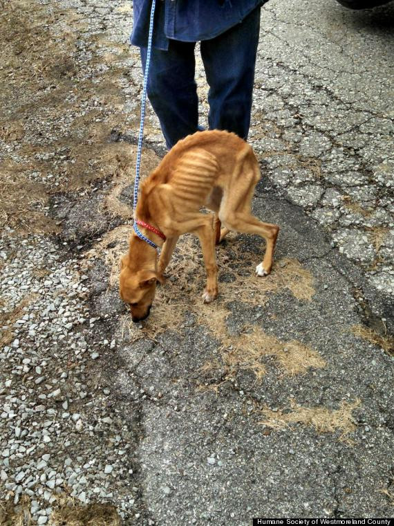 A zacut timp de 6 zile aruncata intr-un tomberon, invelita intr-un sac. Povestea unei cateluse salvate in ultimul moment