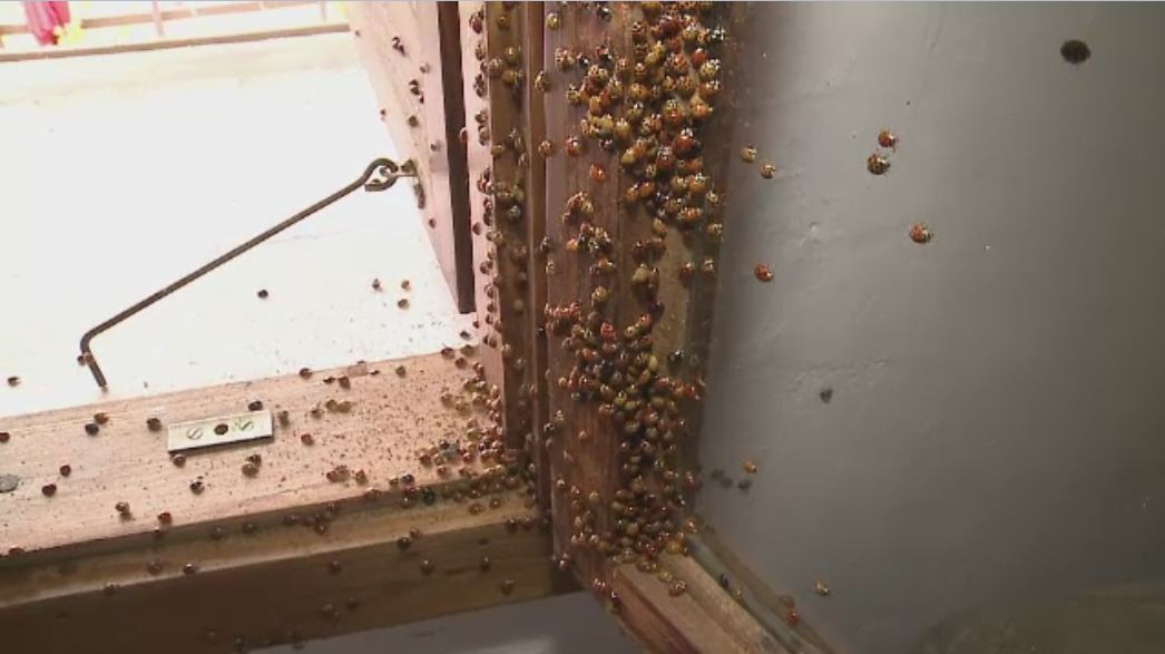 Invazie de buburuze intr-o localitate din Arad. Specialistii dau vina pe anul ploios si le spun oamenilor sa astepte iarna