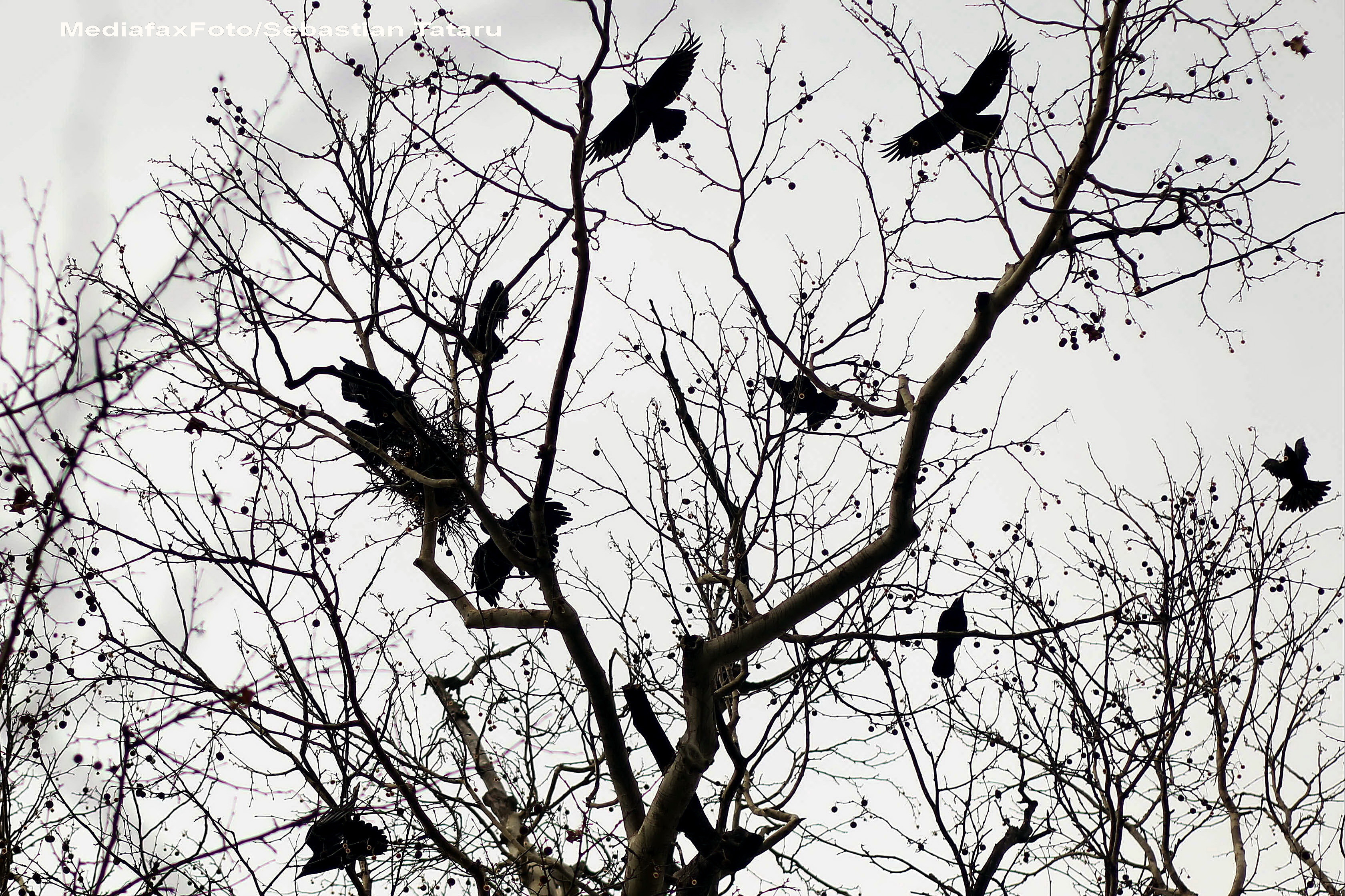 Ciorile au devenit inamicul public numarul unu la Timisoara. In fiecare seara, orasul este asaltat de zeci de mii de pasari