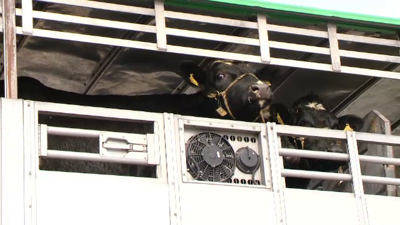 Proiectul unor cowboy americani care viseaza o lume fara foame. 70 de vaci "dar din dar", cadou pentru familii din Sibiu