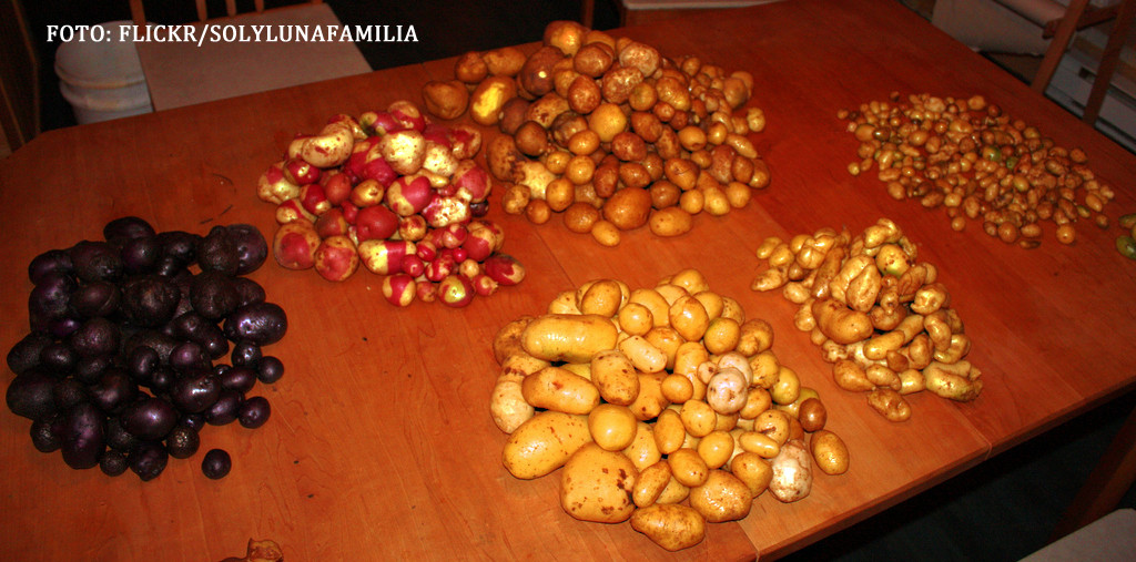 Satul unde un sac de 3 kilograme de cartofi costa aproape UN MILION de lei. Oamenii se inghesuie sa-i cumpere