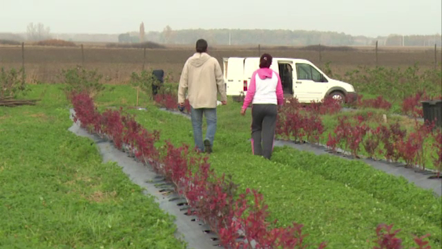 Bani dusi pe apa Sambetei. Munca a doi soti din Bihor a fost compromisa, dupa ce hotii le-au furat sistemul de irigatii