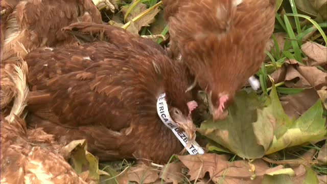 Cum au ajuns gainile in curtea ACL? Iohannis: "Un mesaj nazist, o amenintare cu moartea"; PSD: "Si le-au aruncat singuri"