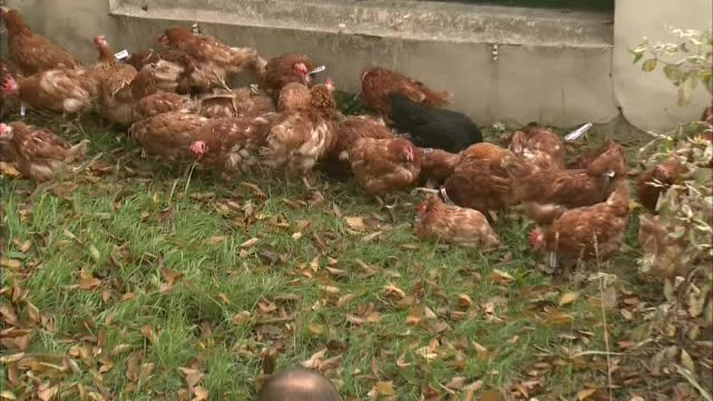 Gaini la sediul ACL din Bucuresti