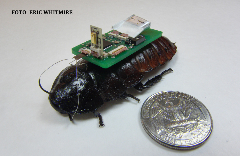 Mori de scarba, dar iti poate salva viata. Savantii americani au pus la punct "gandacul universal"