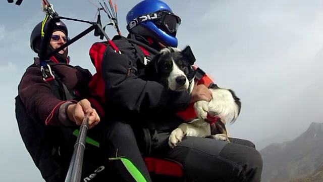 Helios, cainele salvator care a zburat cu parapanta. Salvamontistii l-au primit cadou si l-au antrenat sa fie erou