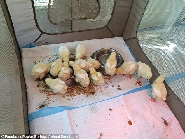 Coletul ciudat pe care o femeie din SUA l-a primit de la fostul iubit. Pachetul a venit insotit de un mesaj