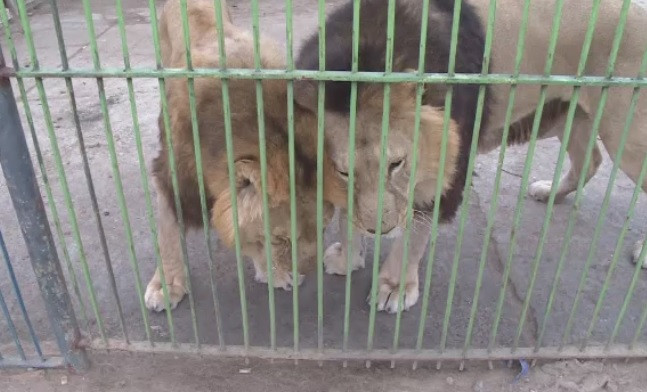 Cinci lei din Baia Mare, salvati de o organizatie non-guvernamentala. Felinele vor fi duse intr-o rezervatie din Africa