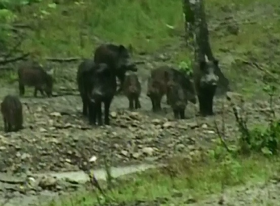 O turma de mistreti a oprit traficul langa padurea Baneasa. Ce trebuie sa faceti daca va intalniti cu salbaticiunile