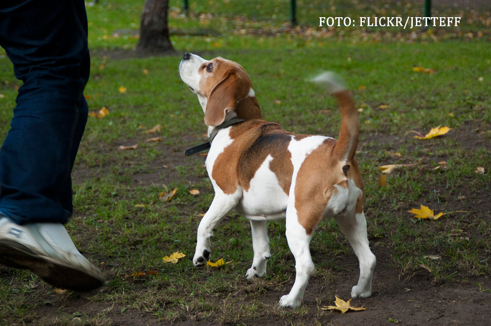 Si-a blestemat iubita sa se transforme in caine. Ce s-a intamplat apoi e subiect de roman