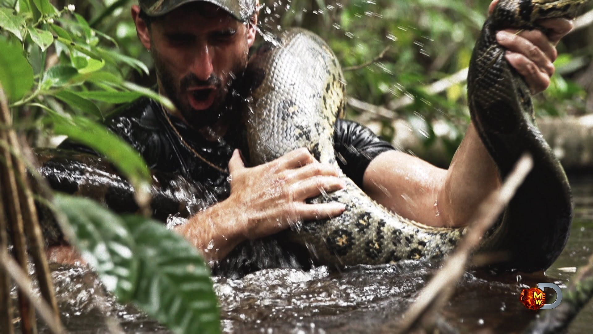 Un naturalist se va lasa mancat de viu de un anaconda! VIDEO