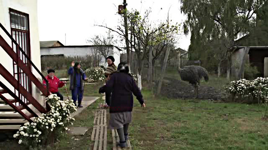 niste batrani de la tara si un strut