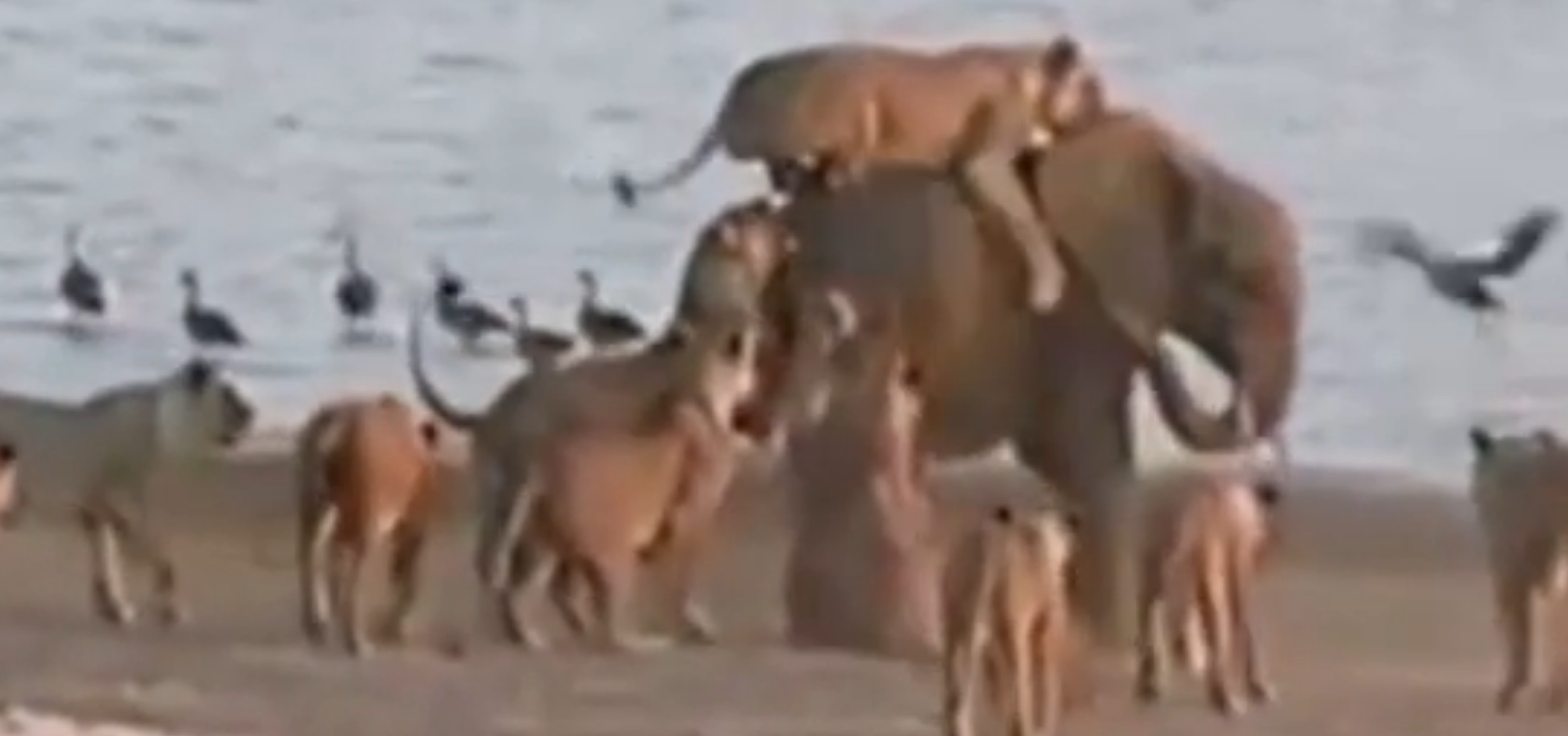 Momentul in care un pui de elefant este atacat de 14 leoaice si supravietuieste. VIDEO