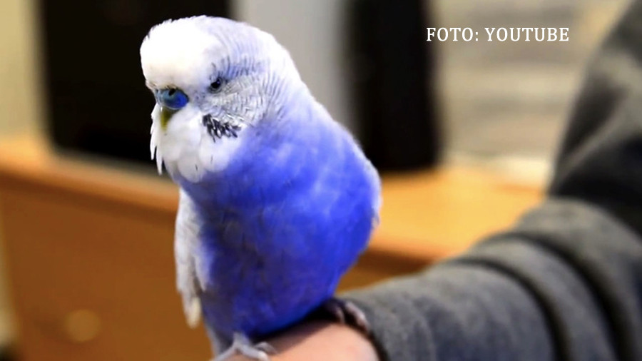 iLikeIT. Viralul saptamanii: papagalul care imita perfect un robot celebru