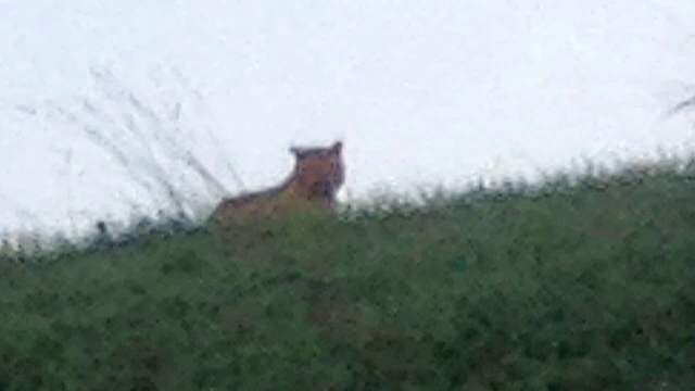 Felina misterioasa cautata de 2 zile in zona Parisului. Autoritatile nu mai sunt acum convinse ca ca animalul este tigru