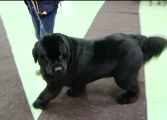 Peste 600 de caini de toate rasele si marimile se lasa admirati zilele acestea la Iasi, intr-o expozitie nationala