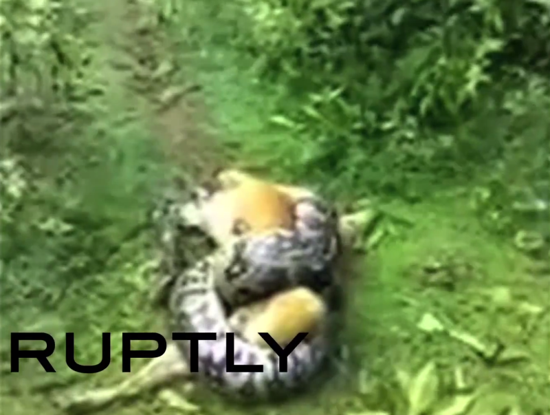 Scene incredibile surprinse in timp ce un piton incearca sa omoare un caine. Deznodamantul a starnit un val de reactii. VIDEO