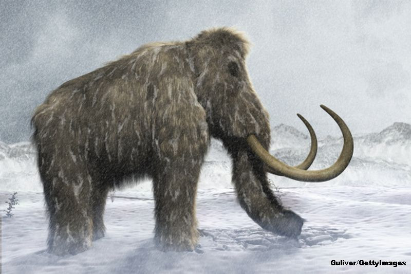 Fosilele unui mamut lanos, vechi de 40.000 de ani, descoperite in Siberia. Specia ar putea fi readusa la viata prin clonare