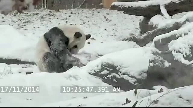 A facut tumbe, s-a dat de-a dura si s-a tolanit pe zapada. Ursul panda Mao s-a bucurat nespus de prima zapada din acest sezon