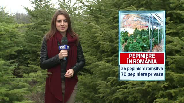 Cati bani vom scoate din buzunar in acest an pentru bradul de Craciun. Tot mai multi romani vor pomi grasuti, "ca in filme"