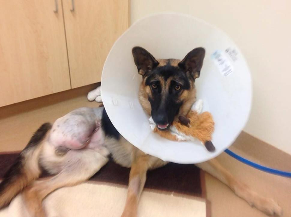 Povestea lui Rocky, ciobanescul german care si-a ros un picior ca sa se elibereze din lant