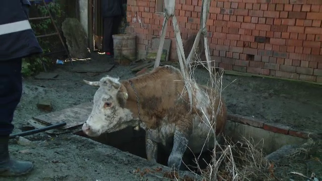 Operatiune complicata pentru pompieri. Vacuta cazuta intr-un bazin de canalizare salvata cu un excavator