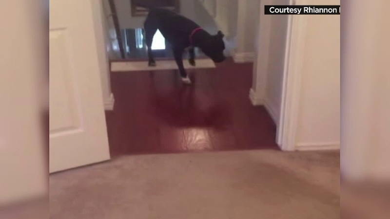 Speriat de pragurile din casa, un pitbull a gasit solutia pentru a ajunge langa stapanii sai. Imaginile au devenit viral