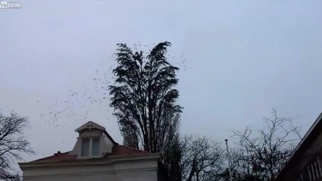 Au crezut ca este un simplu copac, dar au avut parte de o surpriza de proportii. Ce s-a intamplat in secunda urmatoare i-a lasat fara cuvinte