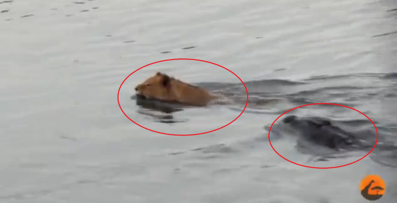 Din pradator, in prada. Imaginile surprinse intr-o rezervatie naturala atunci cand un crocodil se napusteste asupra unui leu