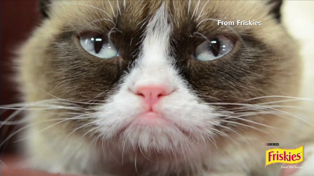 Grumpy Cat, cea mai celebra pisica de pe internet, tratata ca o vedeta la San Francisco. Sute de fani si-au facut poze cu ea