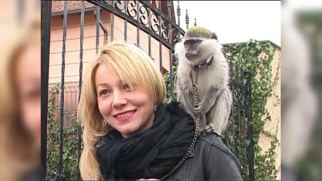 Bucurie mare intr-o familie din Arges. Au gasit-o pe Lola, maimuta evadata pe un geam deschis