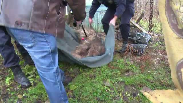 O femeie de 84 de ani a murit, dupa ce cainele vecinilor a atacat-o. Cu o saptamana in urma, animalul isi muscase stapanul