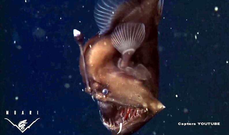 Premiera in lumea misterioasa a oceanelor: a fost filmat si fotografiat "Diavolul Negru al Marilor". VIDEO