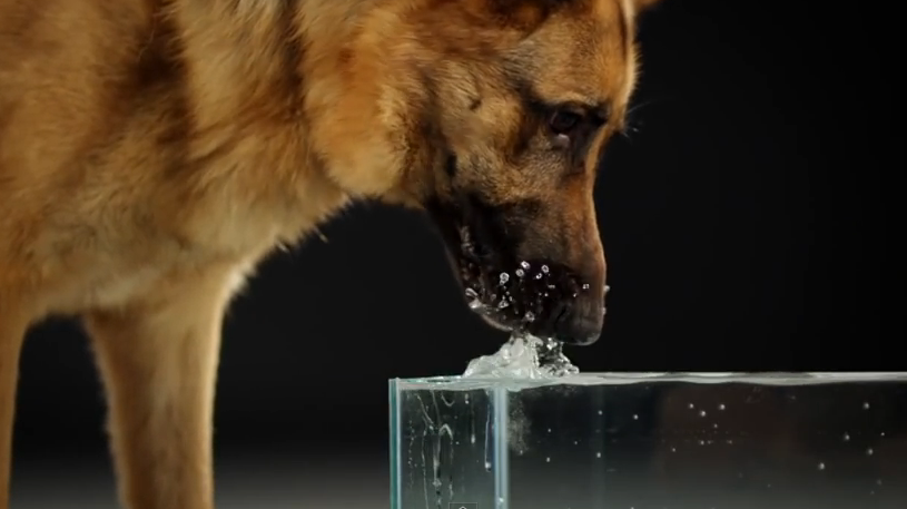 Oamenii de stiinta au descifrat misterul care inconjoara felul in care beau apa pisicile si cainii