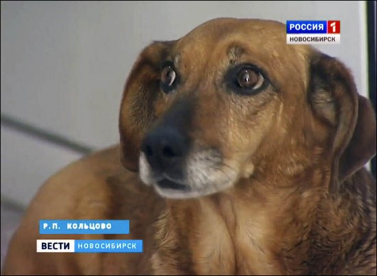 Cainele care a cucerit inimile unei tari intregi. Si-a asteptat stapanul timp de un an la spitalul in care a murit