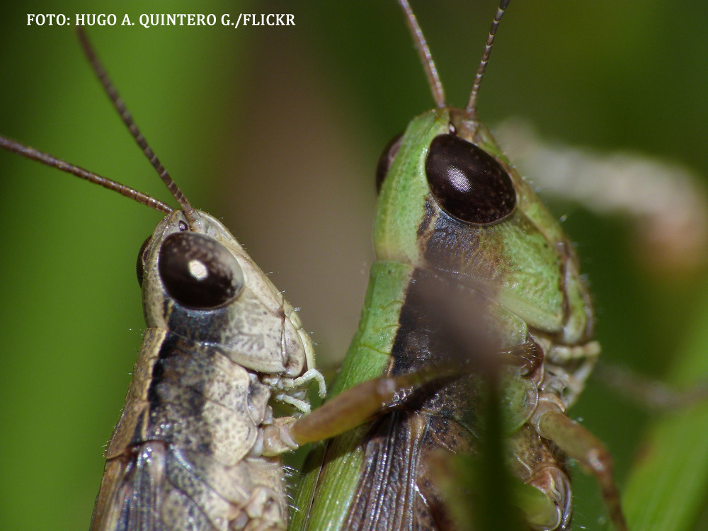 Cel mai nou aliment de dieta: batonul proteic facut din GREIERI. Ce gust are si cat de sanatos este