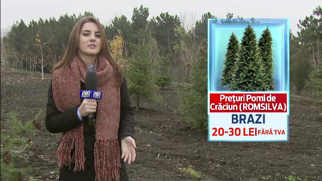 Brazii de Craciun au aparut deja in magazine, dar preturile tin oamenii la distanta. Cum arata pomul de 1.700 de lei