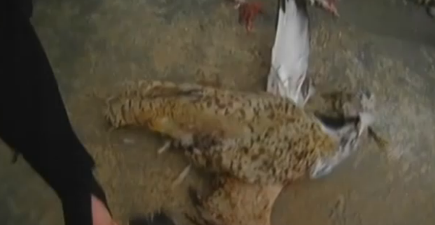 Politistii afgani au impuscat o pasare pe care erau montate o antena si explozibili. VIDEO