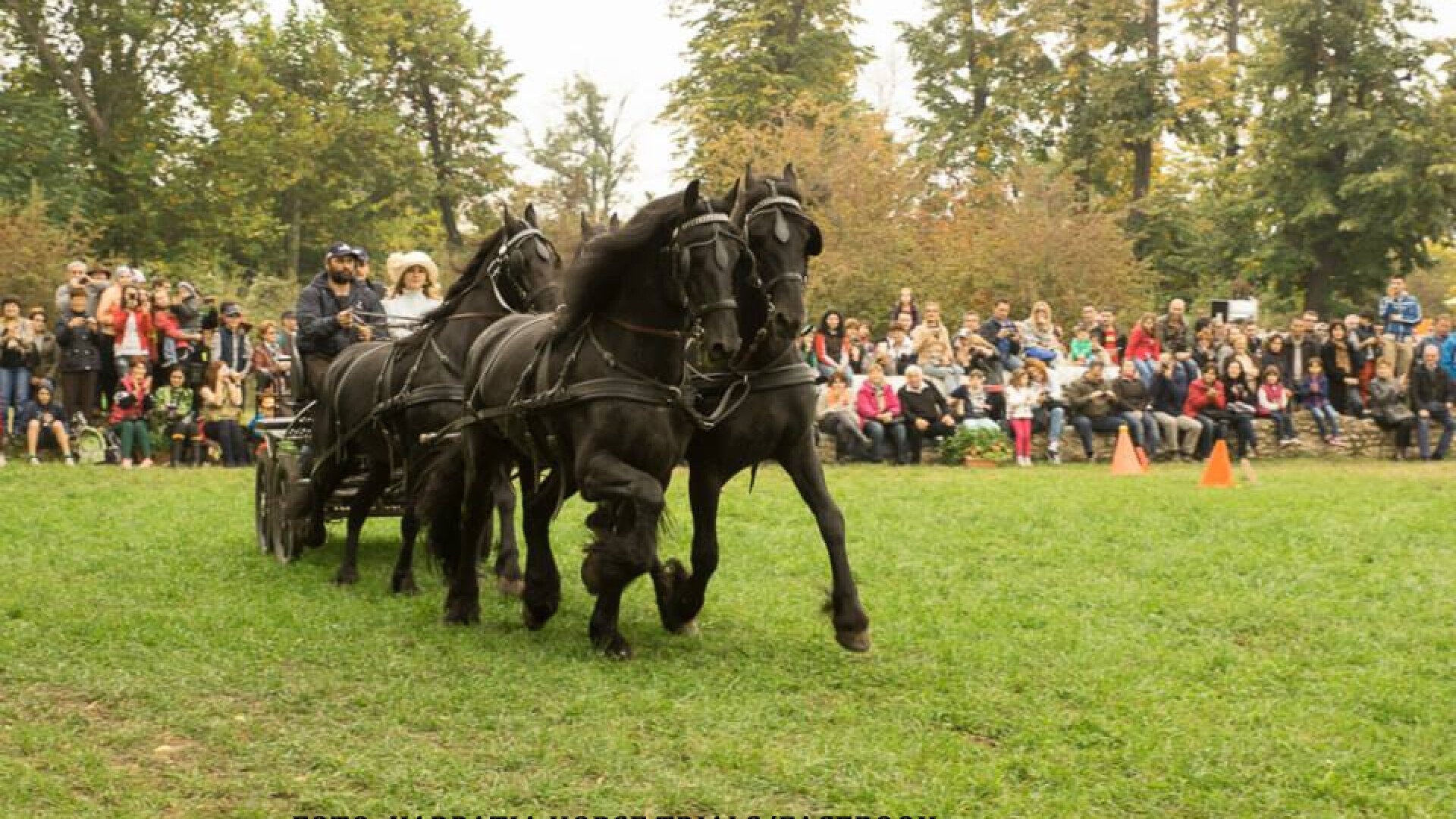 trasura, Floresti