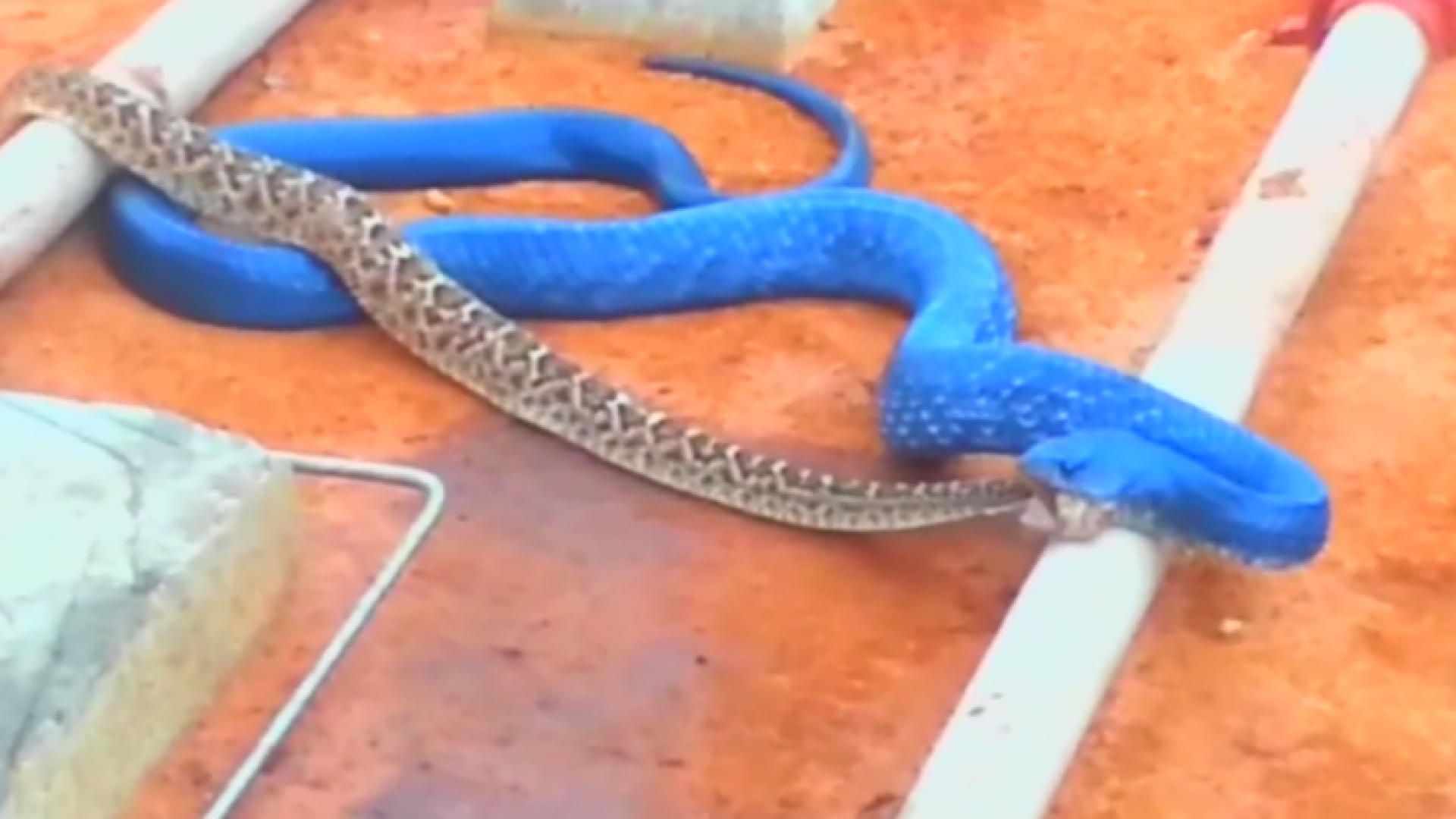 Batalie pe viata si pe moarte data intre doua specii diferite de serpi. Imaginile au devenit viral pe internet. VIDEO