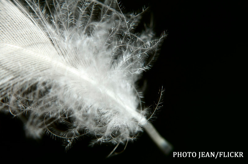 Cea mai noua arma a jihadului are cioc, pene si GPS. VIDEO Descoperirea facuta de politistii din Afganistan