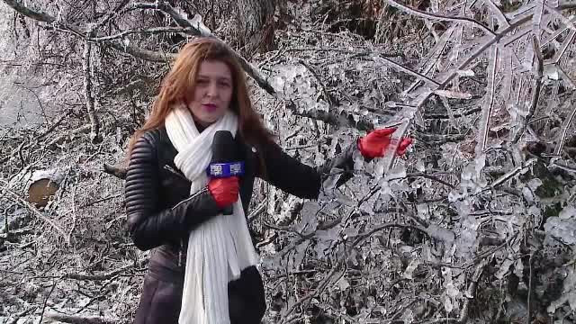 Efectele periculoase ale fenomenului "freezing rain". Padurea de gheata de langa Zalau arata ca in legendele nordice