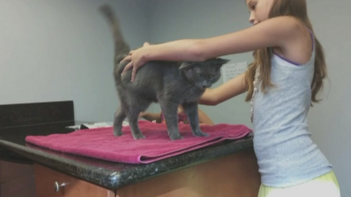 Pisica din SUA care a supravietuit o luna intr-o cutie de bagaje. Povestea incredibila a felinei