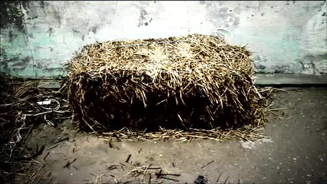 Alerta in Constanta dupa ce resturi umane au fost gasite intr-un balot de lucerna. Mana i-ar fi apartinut unei femei