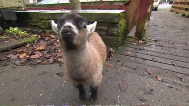 Un ied nastrusnic a ajuns vedeta in Marea Britanie: "Toata lumea il adora. Ii place sa muste sireturile oamenilor"