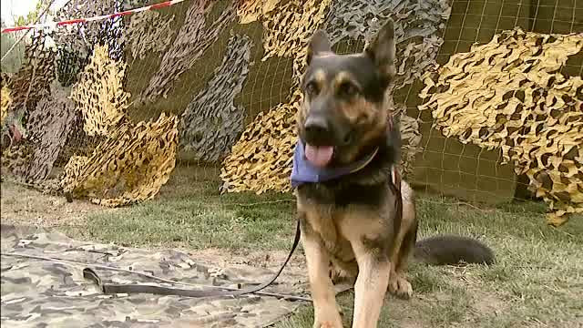 Si-a riscat viata de nenumarate ori pentru armata, iar ei l-au lasat sa moara. Povestea emotionanta a lui Max, cainele erou