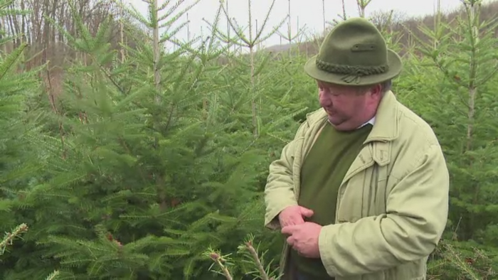 Cat scoatem din buzunare in acest an pentru bradul de Craciun. Preturile la pepiniere variaza intre 50 si 2.000 de lei